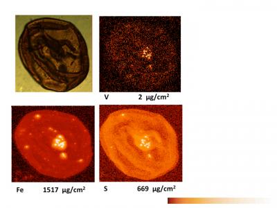 Scanning for Vanadium