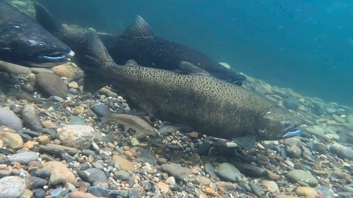 Chinook salmon