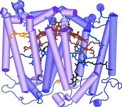 Photosynthesis Reaction Center Protein Structure