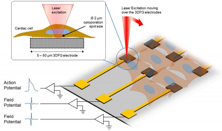 Intracellular recording model