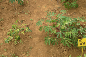 Cassava infected by Gemini virus