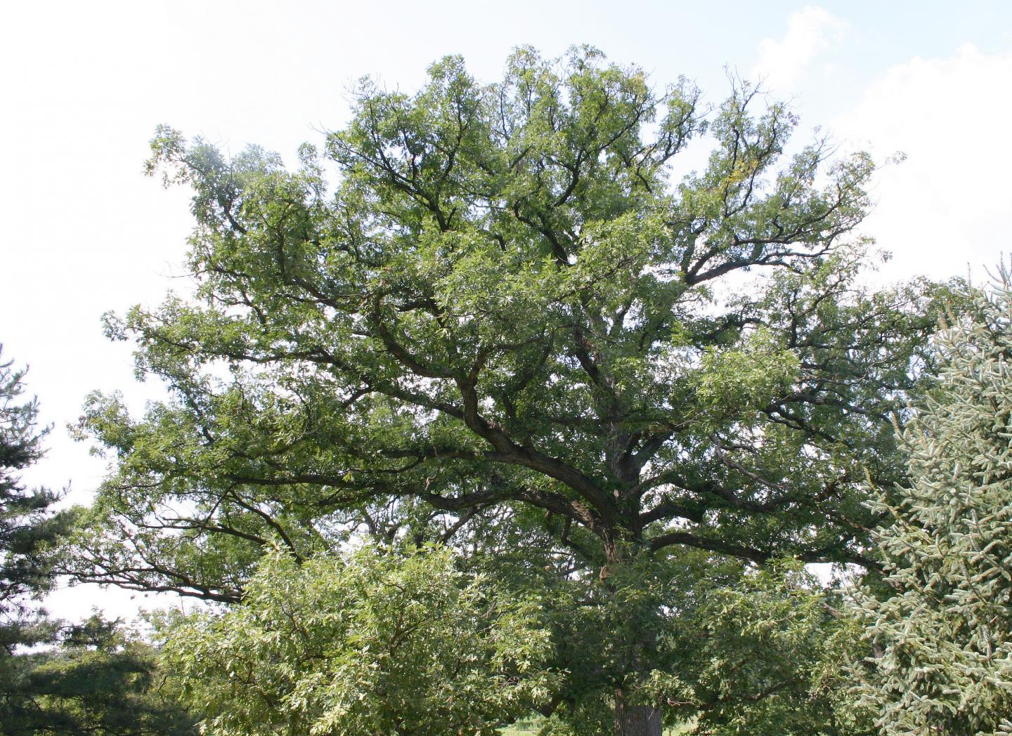 A white oak (<i>Quercus alba</i>)