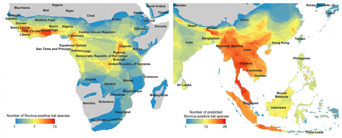 Magnified Range Maps of Known and Predicted Filovirus-Positive Bat Species