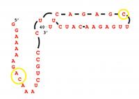 A Simple RNA Molecule