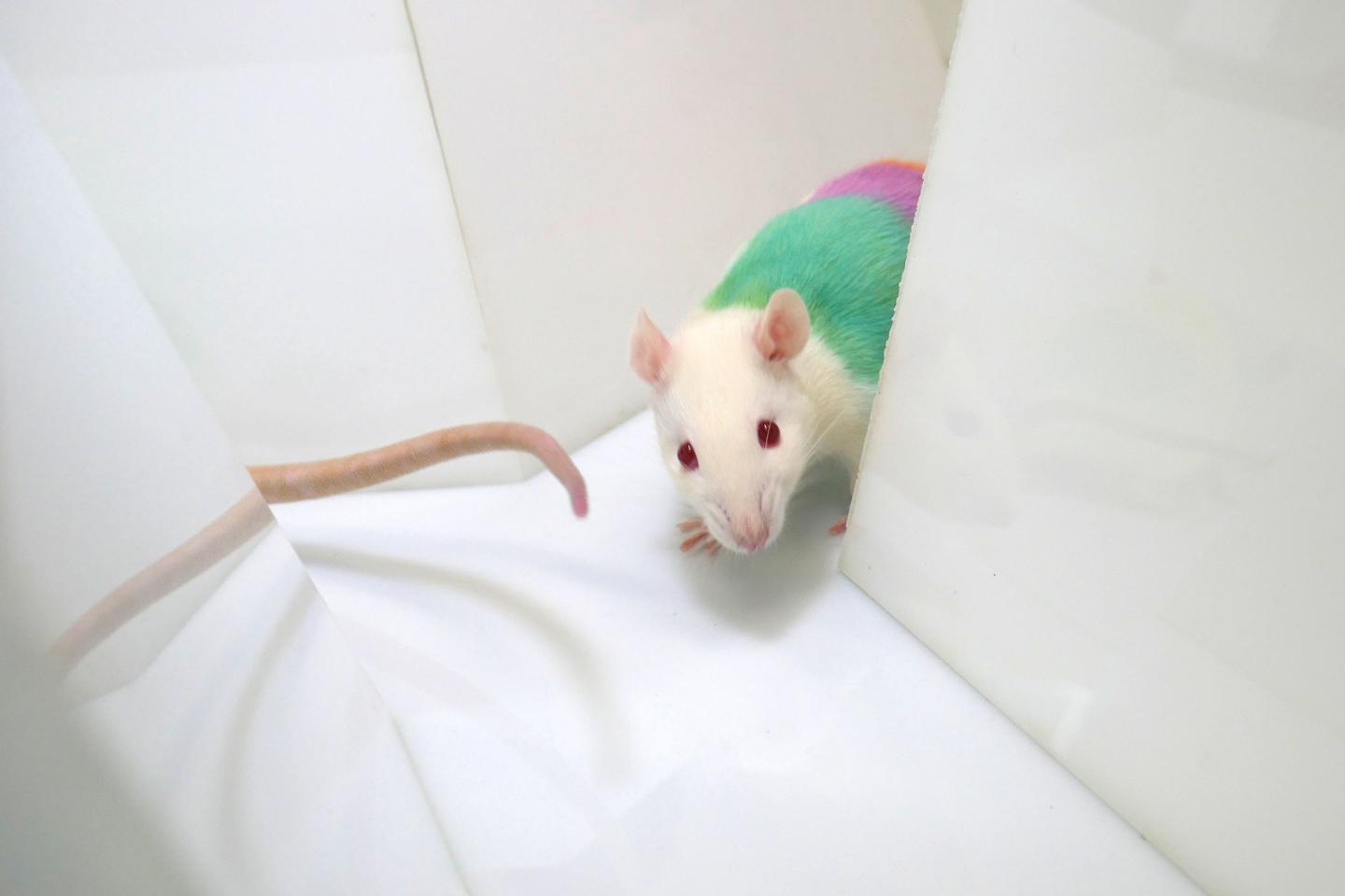 Rats Marked by Colous