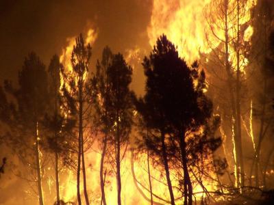 Forest Fires are Becoming Larger and More Frequent