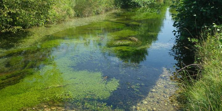 Aquatic Vegetation