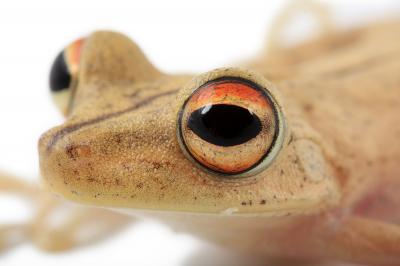 Gunther's Banded Treefrog
