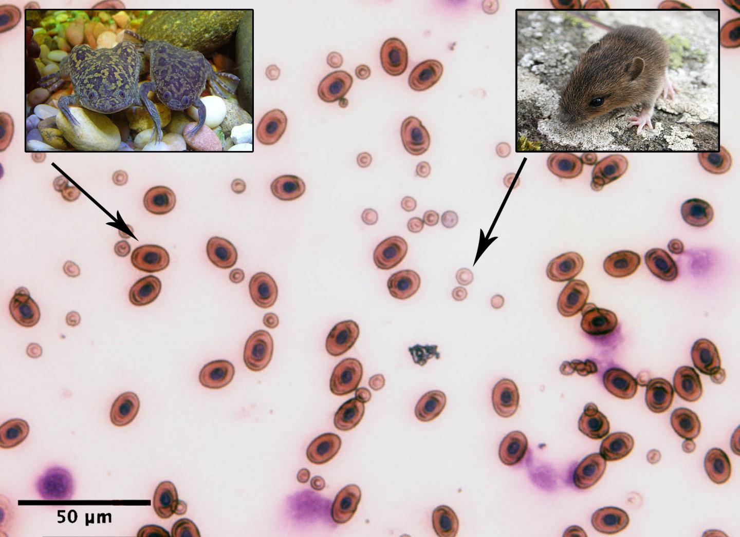 Amphibian and Mammal Red Blood Cells Side-By-Side
