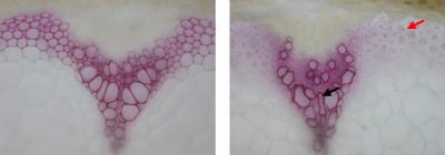 Laccase Enzymes Catalyze Lignification