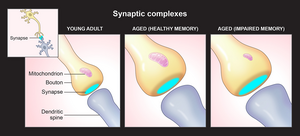 Illustration of synapses