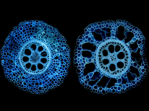 Cross sections of corn roots