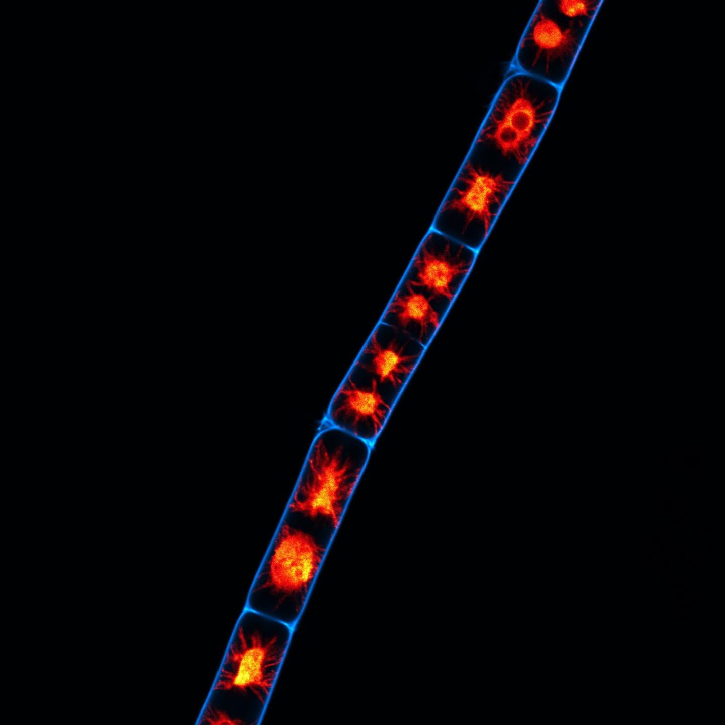 Image Showing Cell Walls of a Algae