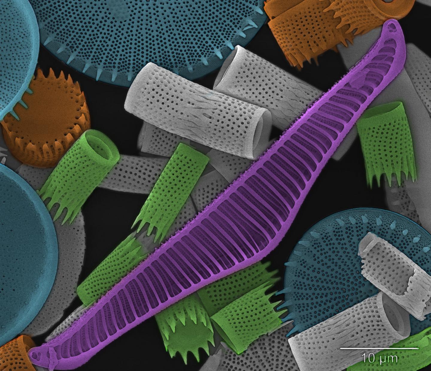 Diatoms