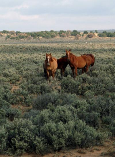 Native Sagebrush Community