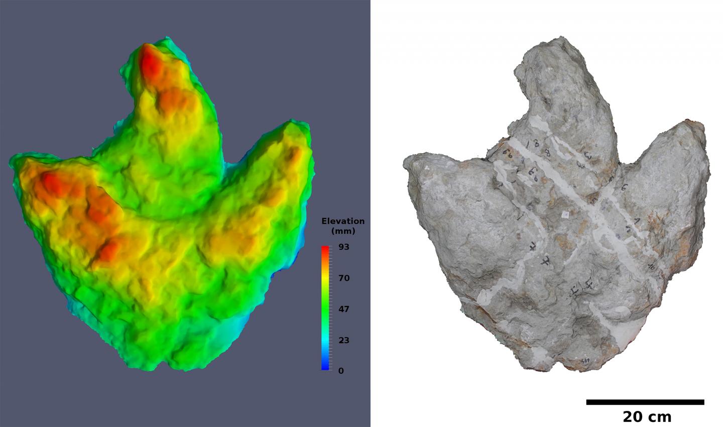 Three-Dimensional Model of One of the Largest Footprint Fillings