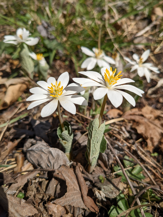 Bloodroot (Sanguinaria canadensis)