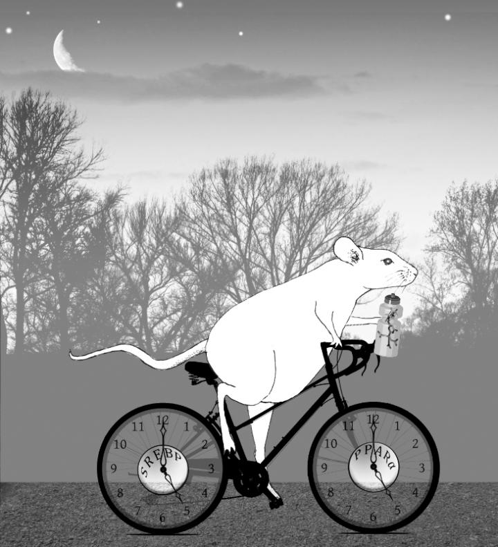 Chronotherapy Treadmill