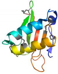 Representation of the Atomic Structure of the Antifungal Protein KP4