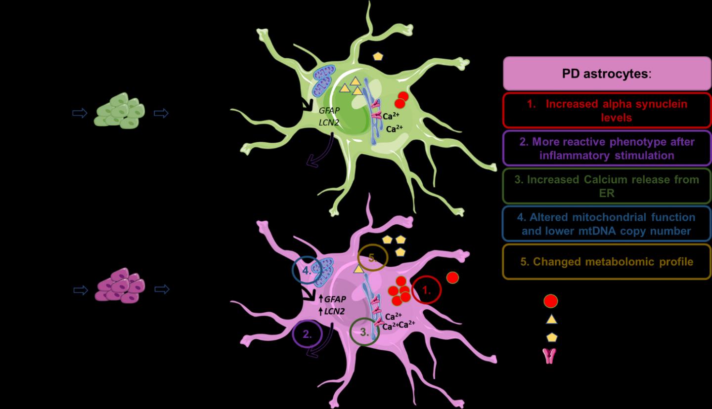 PD Astrocytes