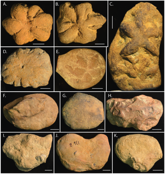 Morphological diversity in Brooksella alternata and concretions from Weiss Lake locality.