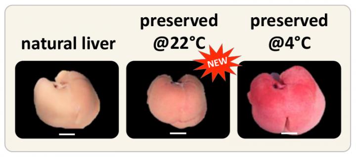 Comparison of Natural and Preserved Livers