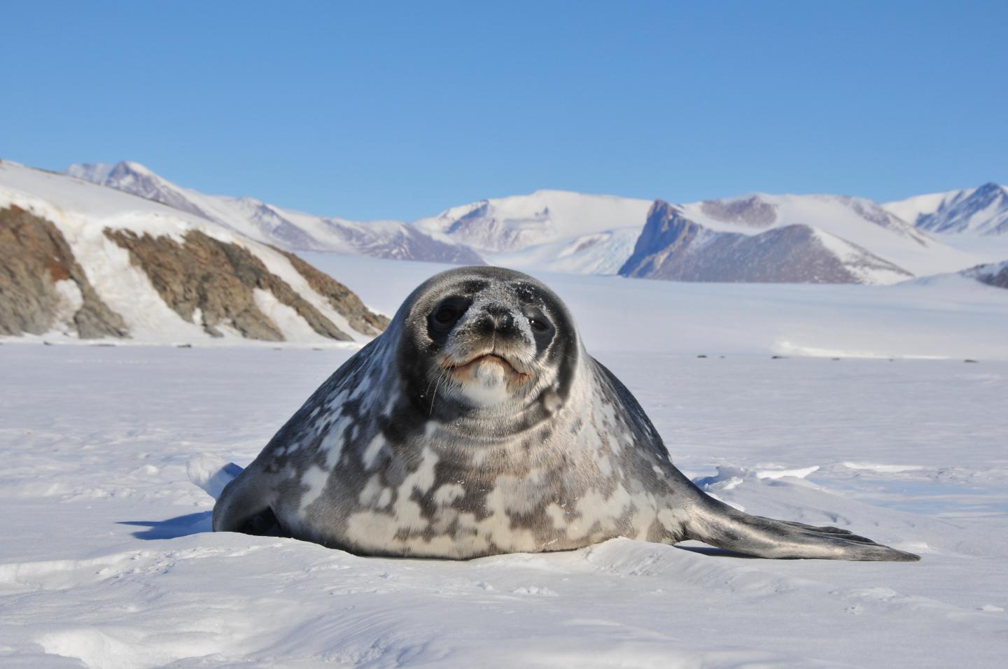 Weddell Seal in the Ross Sea along the Victoria Land Coast