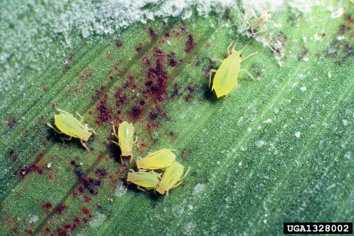 Closeup of Aphids