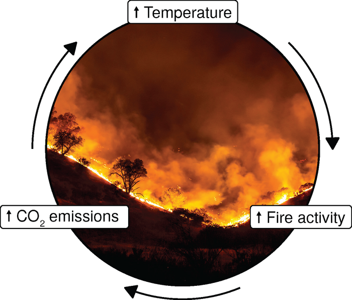 Wildfire feedback loop diagram