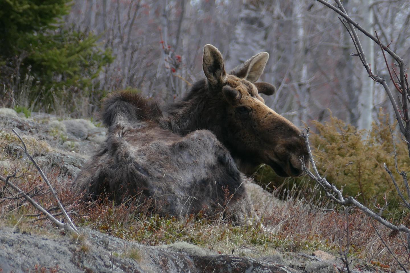 Hungry moose