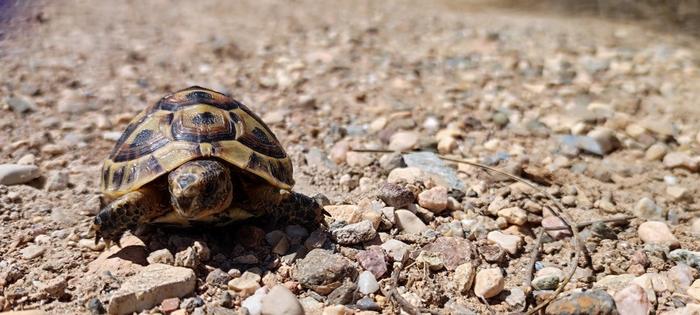 Spur-thighed tortoise (Testudo graeca).