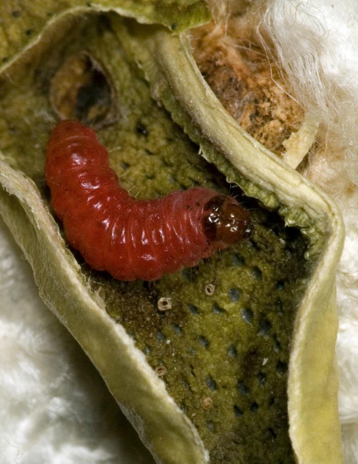 Pink Bollworm in Cotton Boll