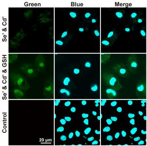 The biosynthesis of quantum dots in the nucleus of live cells