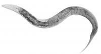 <i>C. elegans</i> Roundworm