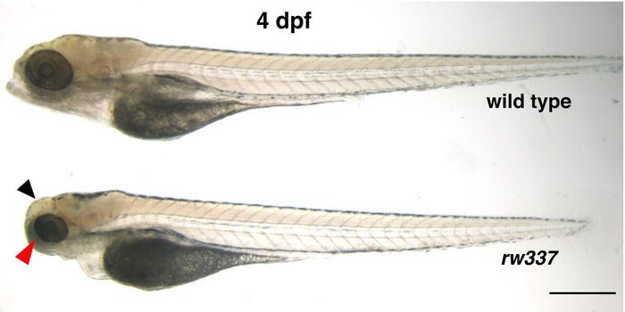 A wild type zebrafish embryo compared to one with the banp mutant