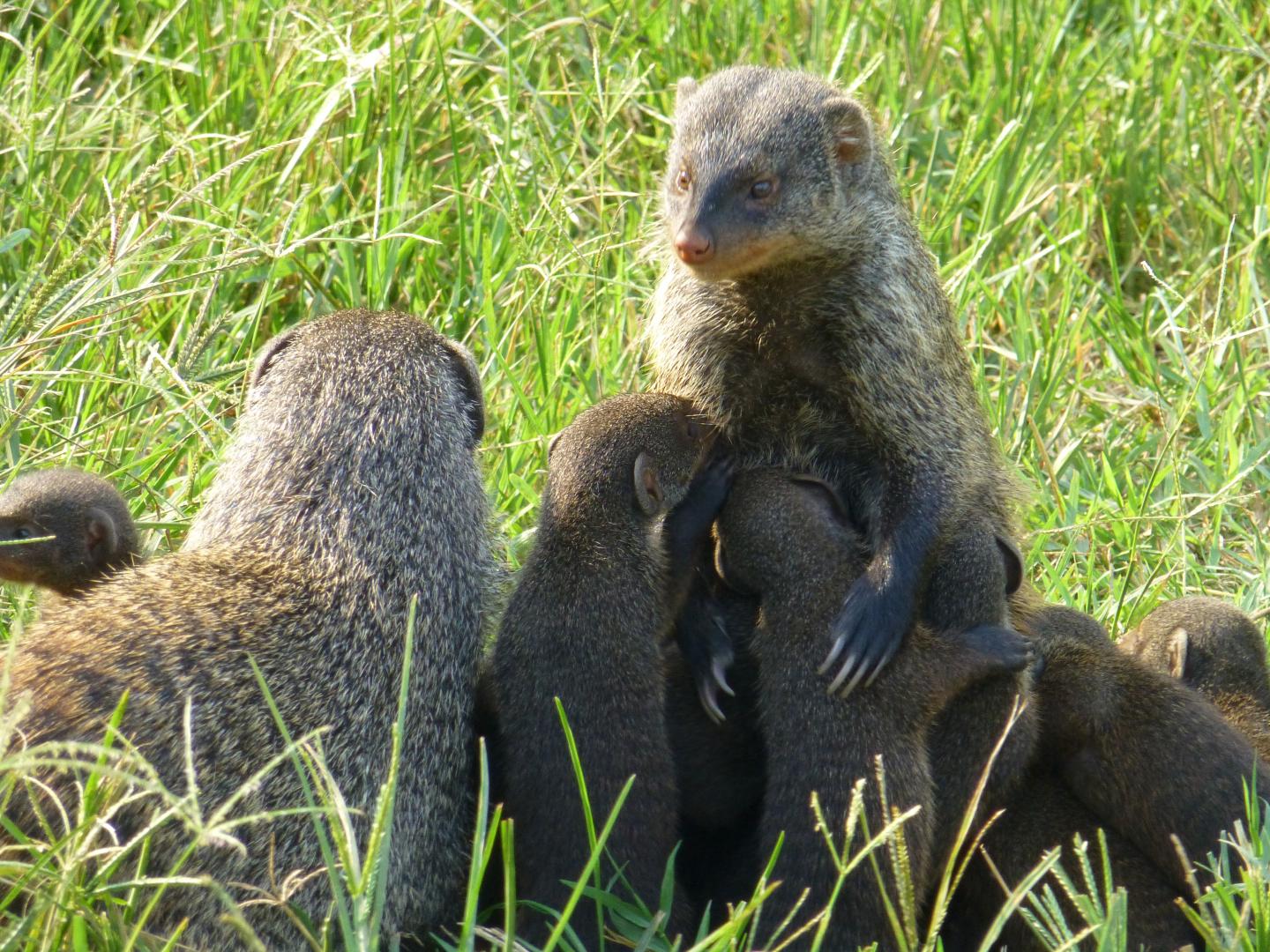 Mother Mongoose With Pups