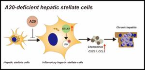 New targets for blocking chronic hepatitis