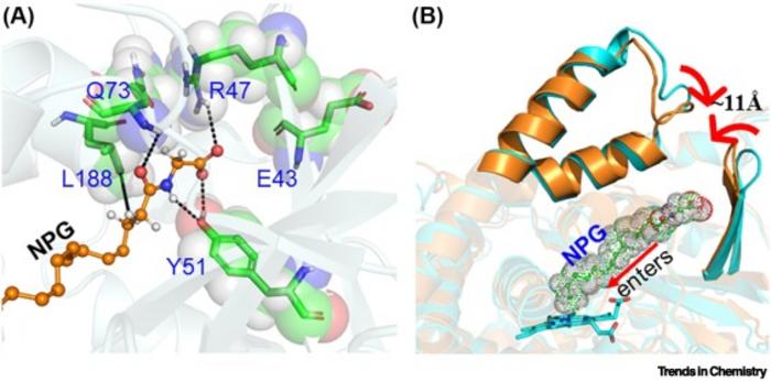 The substrate [N-palmitoglycine (NPG)] binding