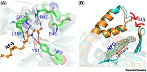 The substrate [N-palmitoglycine (NPG)] binding