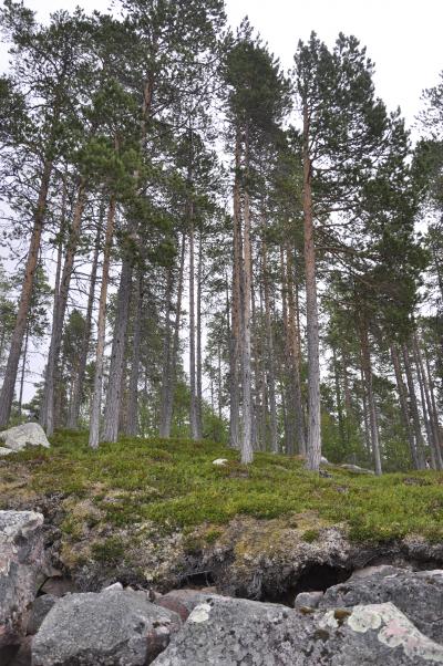 Fungi Revealed as Major Player in Boreal Forests (5 of 12)