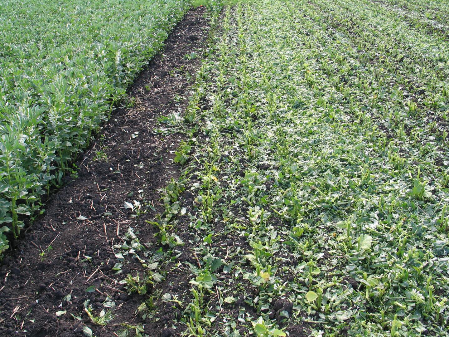 Faba Bean Cut for Green Manure in Field