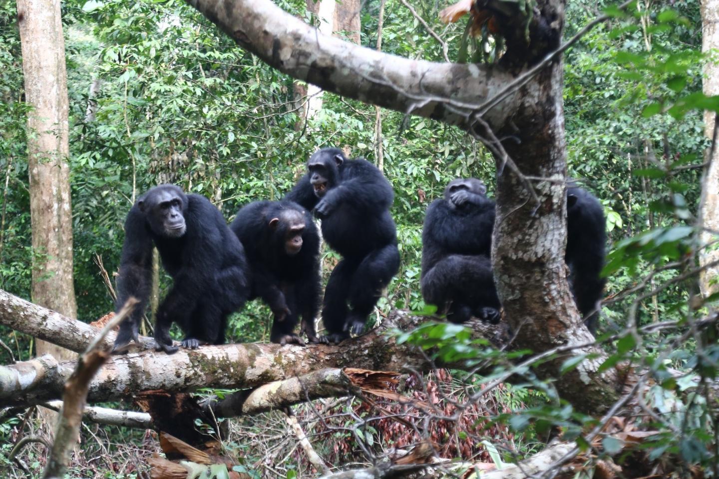 Chimpanzee group