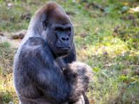 Ozzie, Zoo Atlanta Gorilla