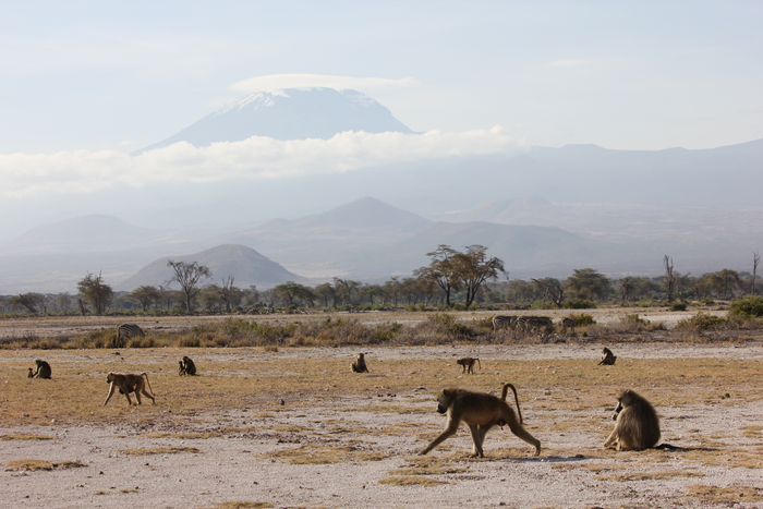 Baboons in the Amboseli basin of southern Kenya