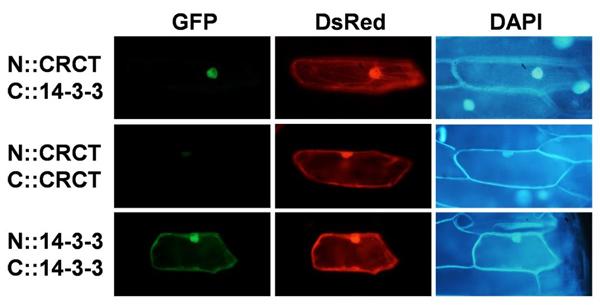 Figure 1: CRCT forming a complex with 14-3-3 protein in the nucleus.
