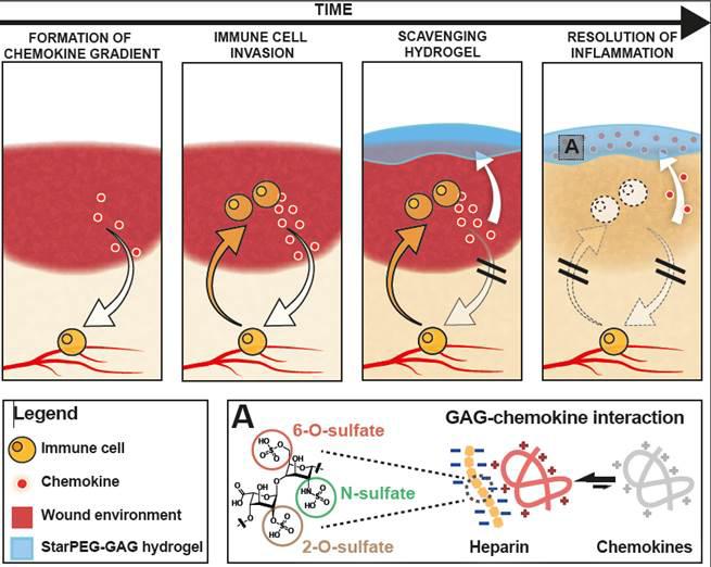 New Material Breaks Vicious Cycle of Inflammation to Help Close Chronic Wounds (1 of 1)