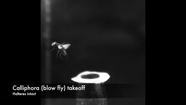 Flies in Flight