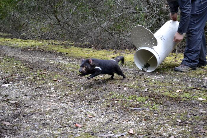 Tasmanian_devil_study