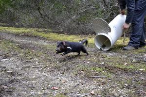 Tasmanian_devil_study