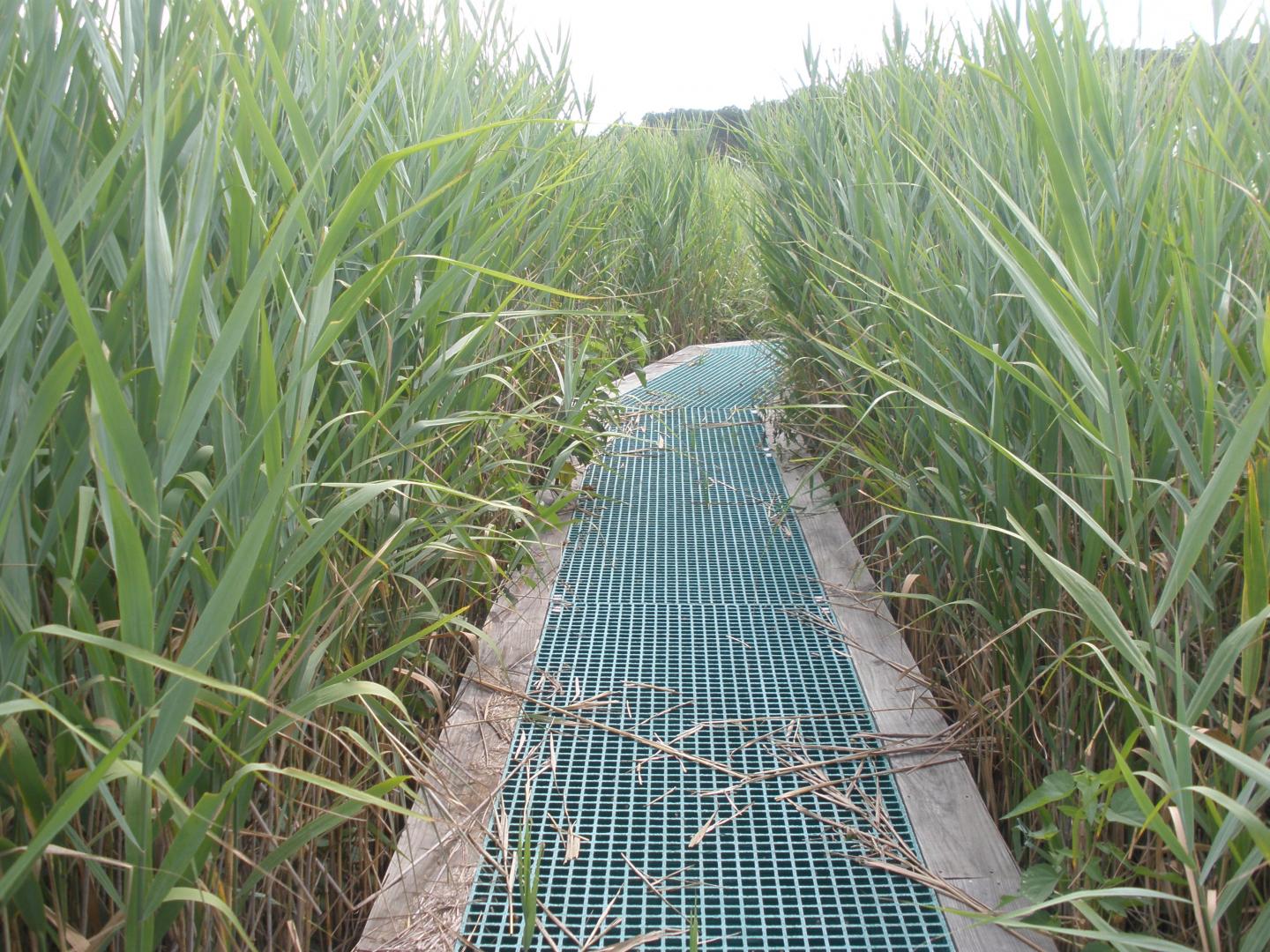 <em>Phragmites</em> Marsh Boardwalk